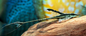 Royal Whiptail Catfish (Sturisoma panamense)