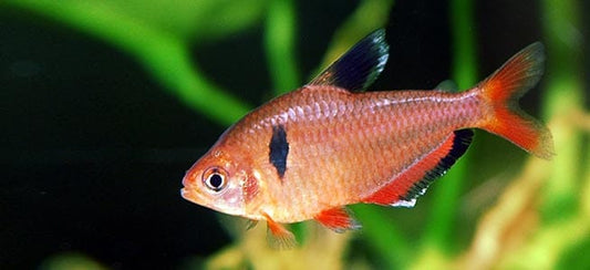 Serpae Tetra (Hyphessobrycon eques)