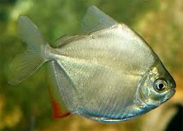 Silver Dollar (Metynnis argenteus)