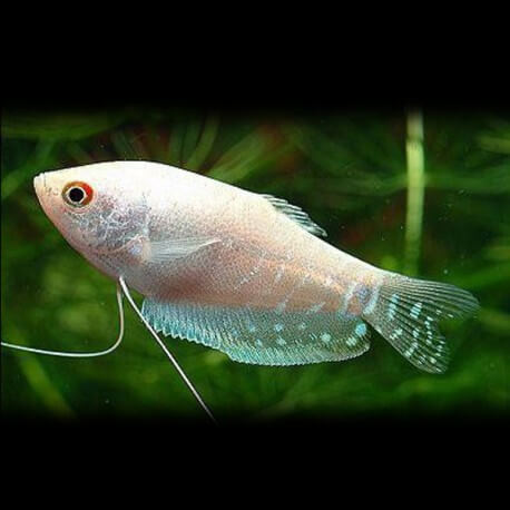 Silver Gourami (Trichopodus microlepis)