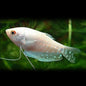 Silver Gourami (Trichopodus microlepis)