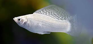 Silver Sail Fin Molly (poecilia sphenops)