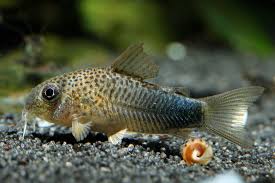 Similis Cory (Corydoras similis)