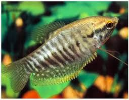 Snake Skin Gourami (Trichopodus pectoralis)