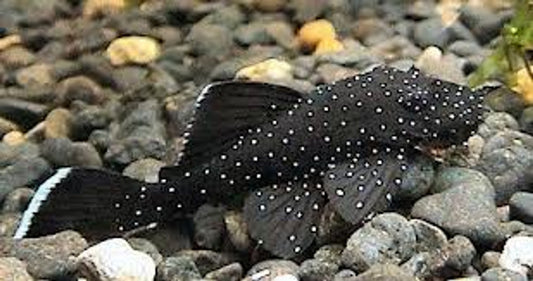 Starlight Bristlenose Pleco (Ancistrus dolichopterus)