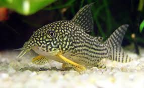 Sterbai Cory (Corydoras sterbai)