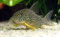 Sterbai Cory (Corydoras sterbai)