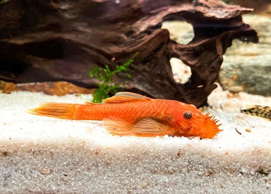 Super Red Bristlenose Pleco (Ancistrus sp. “Super Red”)
