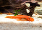 Super Red Bristlenose Pleco (Ancistrus sp. “Super Red”)