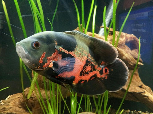 Red Tiger Oscar (Astronotus ocellatus)