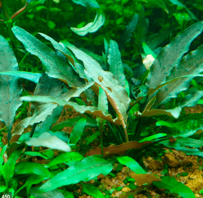 Cryptocoryne Walkeri