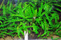 Cryptocoryne Wendtii