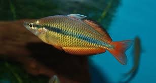Yellow Rainbow Fish (Melanotaenia herbertaxelrodi)