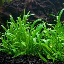 Zealandia Chain Sword (Lilaeopsis novae-zelandiae)