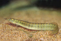 Zebra Spiny Eel (Macrognathus zebrinus)